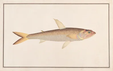 トカゲ、マラッカの魚の絵、1805-18年頃（紙にトイレ）